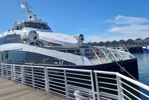 Ciudad del Cabo: Isla Robben, Cabo de Buena Esperanza y Tour de los Pingüinos