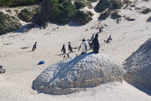 Ciudad del Cabo: Isla Robben, Cabo de Buena Esperanza y Tour de los Pingüinos