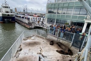 Robben Island Halvdagstur med forhåndsbestilt billett