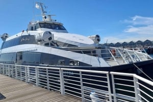 Robben island,Cape of good hope ,Penguin, Muizenberg,Bokaap