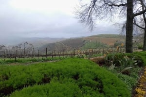 Robben Island, Penguins & Cape of Good Hope Adventure