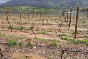 Robben Island, Penguins & Cape of Good Hope Adventure