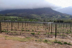 Robben Island, Penguins & Cape of Good Hope Adventure