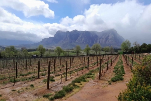 Robben Island, Penguins & Cape of Good Hope Adventure