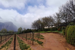 Robben Island, Penguins & Cape of Good Hope Adventure