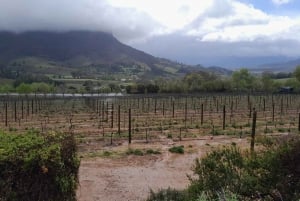 Robben Island, Penguins & Cape of Good Hope Adventure