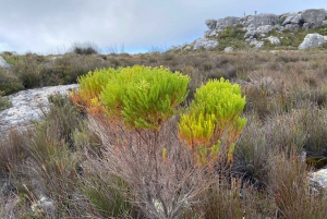 Robben Island Tour & Table Mountain guided Tour