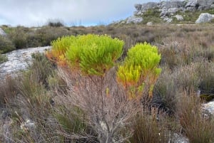 ロベン島ツアー＆テーブルマウンテンガイドツアー
