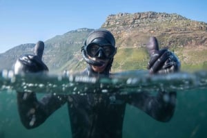 Kapstaden: Heldagstur på halvön med en marinbiolog
