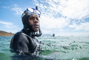 Cape Town: En heldagstur på halvøya med en marinbiolog
