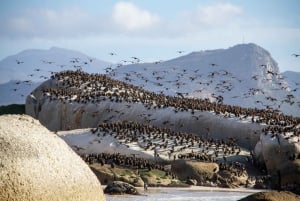 Cape Town: Heldagstur på halvøen med en havbiolog