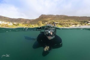 Kaapstad: Dagvullende tour op het schiereiland met een mariene bioloog