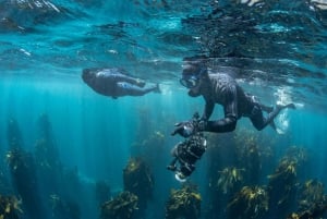 ケープタウン：海洋生物学者と巡る 1 日半島ツアー