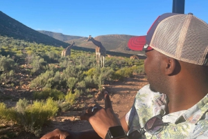 SAFARI – Kapkaupunki Aquila Big 5 & lounas (sisältää hotellinoudon)