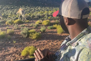 SAFARI – Kapkaupunki Aquila Big 5 & lounas (sisältää hotellinoudon)