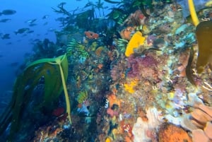 Plongée sous-marine au Cap : 2 plongées pour les plongeurs certifiés