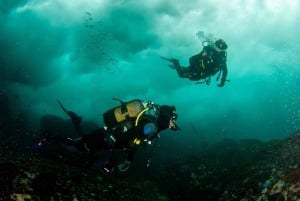 Plongée sous-marine au Cap : 2 plongées pour les plongeurs certifiés