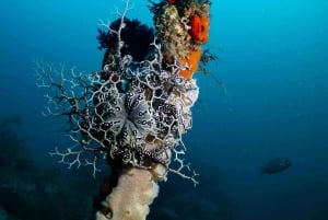 Plongée sous-marine au Cap : 2 plongées pour les plongeurs certifiés