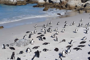 Seal Island, Cape of Good Hope &penguins Full day group Tour