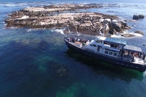 Cidade do Cabo: Excursão de um dia ao Cabo da Boa Esperança, focas e pinguins
