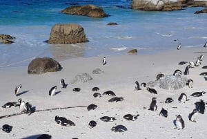 Kapstaden: Dagstur till Godahoppsudden, sälar och pingviner