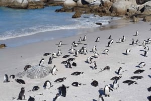 Città del Capo: tour di un giorno del Capo di Buona Speranza, delle foche e dei pinguini