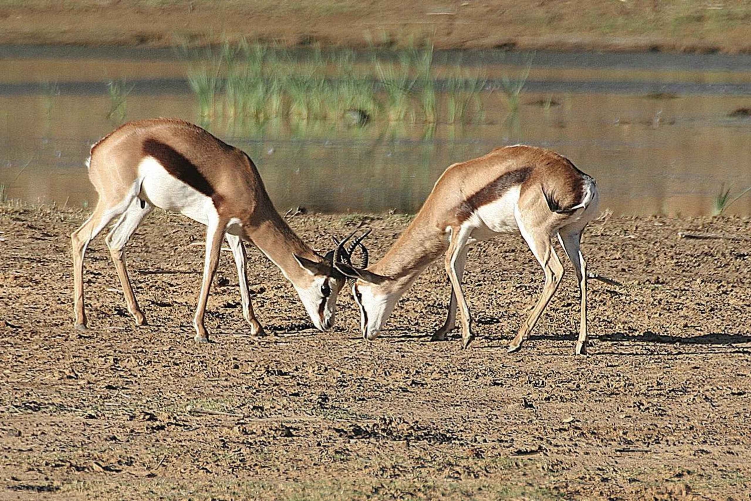 Selbstfahrer Aquila Safari Game Reserve Sunset Game Drive