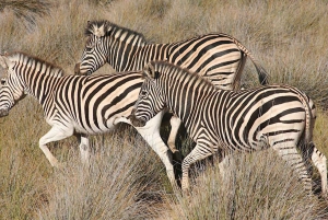 Selbstfahrer Aquila Safari Game Reserve Sunset Game Drive