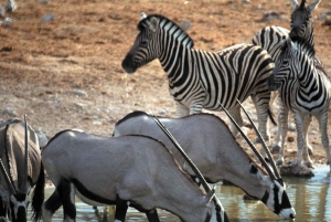 Selbstfahrer Aquila Safari Game Reserve Sunset Game Drive