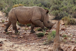 Selbstfahrer Aquila Safari Game Reserve Sunset Game Drive