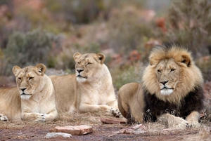 Selbstfahrer Aquila Safari Game Reserve Sunset Game Drive