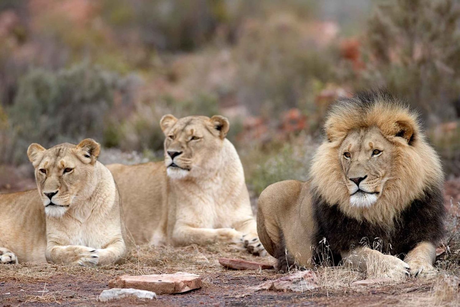 Autoguida dell'Aquila Safari Reserve Fotosafari del mattino presto
