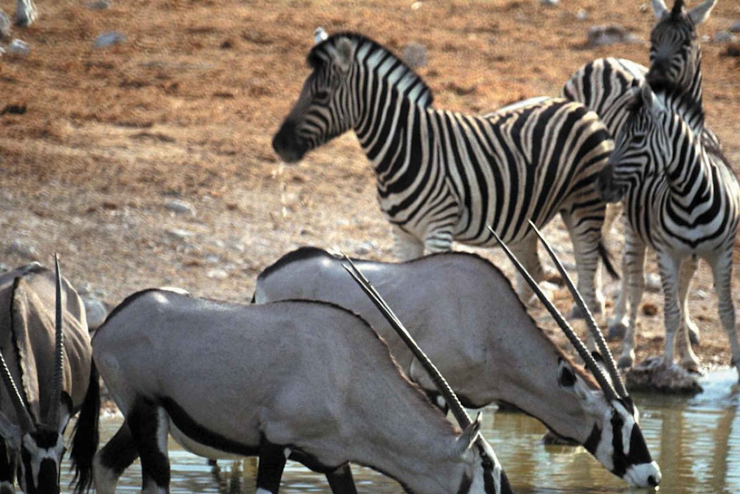 Autoguida dell'Aquila Safari Reserve Fotosafari del mattino presto