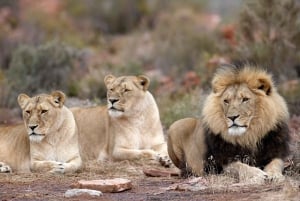 Autoguida dell'Aquila Safari Reserve Fotosafari del mattino presto