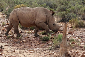 Autoguida dell'Aquila Safari Reserve Fotosafari del mattino presto