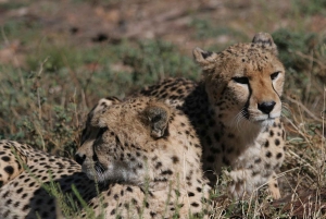 Autoguida dell'Aquila Safari Reserve Fotosafari del mattino presto