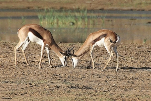Autoguida dell'Aquila Safari Reserve Fotosafari del mattino presto