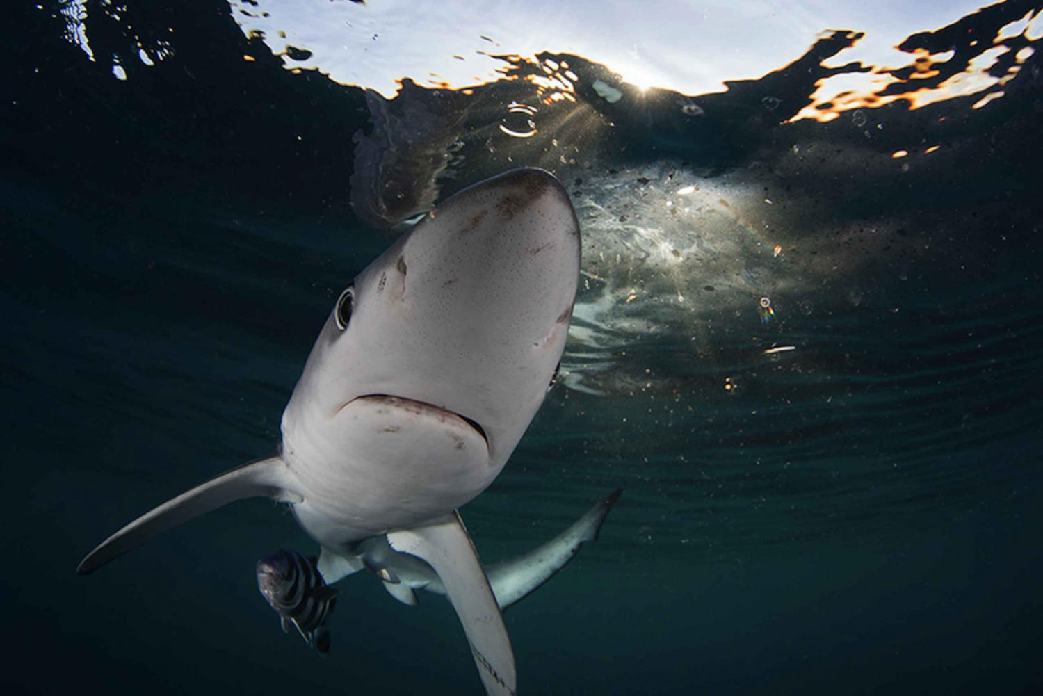 Cape Town: Shark Cage Dive