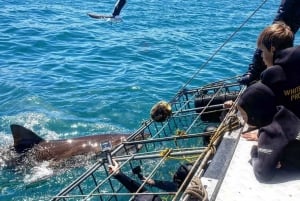 From Cape Town: Shark Cage Diving and Viewing