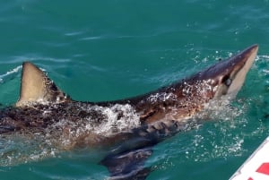 Из Кейптауна: дайвинг и осмотр в клетке с акулами