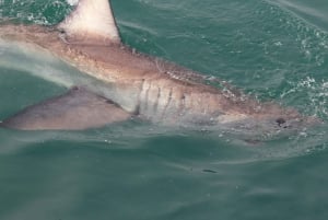 Desde Ciudad del Cabo: Buceo en jaula y avistamiento de tiburones