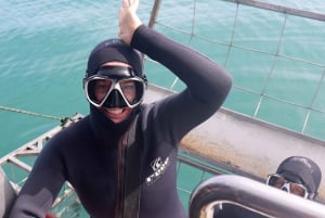 Au départ du Cap : plongée et observation des cages à requins