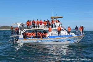 Von Kapstadt aus: Hai-Käfig-Tauchen und Hai-Beobachtung