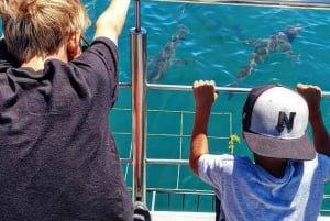 Fra Cape Town: Dykking og observasjon i haibur