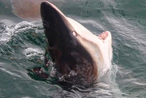 Från Kapstaden: Dykning och visning av hajburar