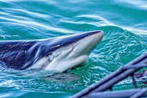 Da Città del Capo: Immersione e osservazione degli squali in gabbia