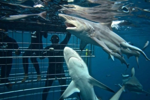 Mergulho em gaiola de tubarão: Traslado para excursão de 1 dia