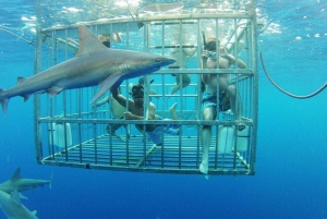 Nurkowanie w klatce z rekinami: Wycieczka całodniowa Transfer