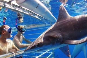 Immersione con gabbia di squali: Tour di un giorno Trasferimento
