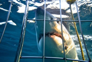 Immersione con gabbia di squali: Tour di un giorno Trasferimento